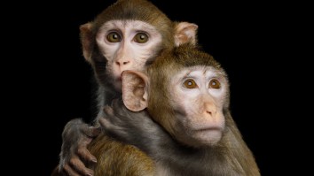 Monkeys Cloned For The First Time Ever, Could Humans Be Next?