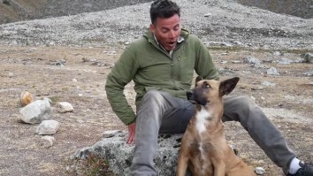 Steve-O Went To Peru To Find And Adopt A Street Dog And This Is The Best Story Of 2018 So Far