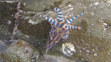 Blue-Ringed Octopus, One Of The Most Venomous Creatures On Earth, Filmed Swimming In Popular Pool