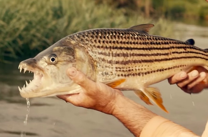 Fishing For Tiger Fish With Razor Sharp Teeth In Botswana Looks Like