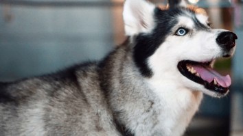 These Are The Most Popular Dog Breeds On Instagram