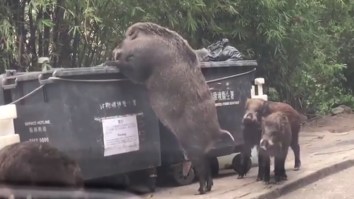 Freakishly Large Wild Boar Nicknamed ‘Pigzilla’ Seen Raiding A Dumpster With Three Little Pigs