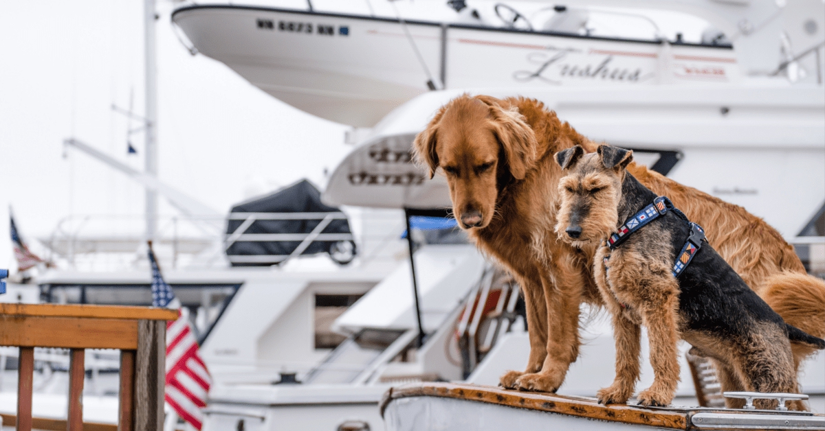 These Are The Most Popular Dog Breeds On Instagram BroBible