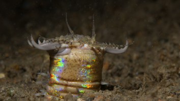 The Meter-Long Bobbit Worm With Fangs From ‘Blue Planet 2’ Will Haunt Your Dreams