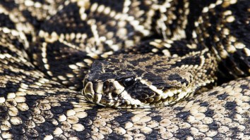 Biggest Venomous Snake Species In America Spotted Swimming Around In The Florida Keys