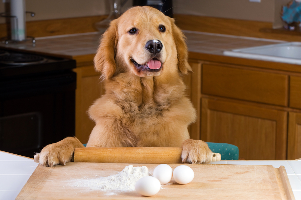 golden retriever egg in mouth reddit