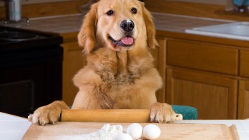 Everyone’s Dog Is Trying The ‘Golden Retriever Egg Challenge’ And The Results Are Mixed, Sometimes Messy