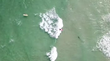 Crazy 4K Drone Footage Captures Florida Surfer Falling On Top Of A Shark