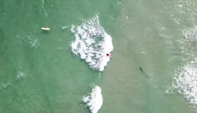 drone footage surfer falls on shark