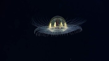 Deep Water Jellyfish Looks Like A UFO And Now I’m Convinced It’s An Alien