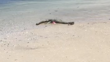 Legitimate Sea Monster Washes Up On Georgia Shore And Nobody Knows What This Hideous Beast Is