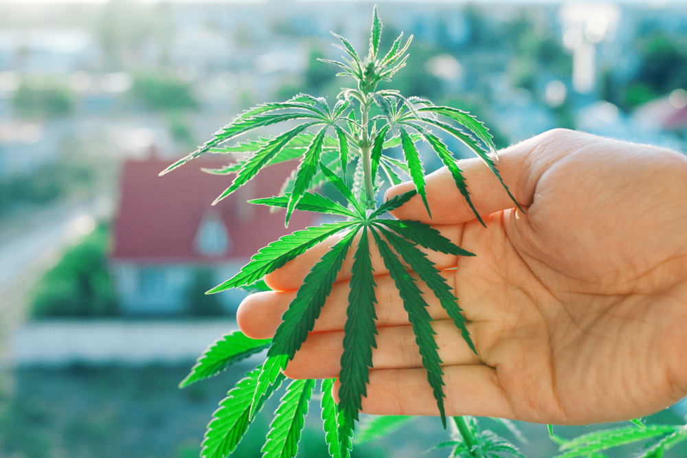 Cannabis And Your Testosterone Levels Does Blazing Up Bring Them Down