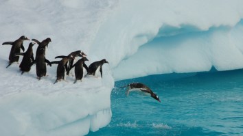 Poop Trail Seen From Space Help Scientists Discover 1.5 Million Penguin Super-Colony In Antarctica