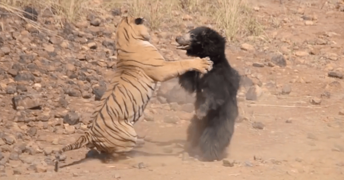 tiger bear fight
