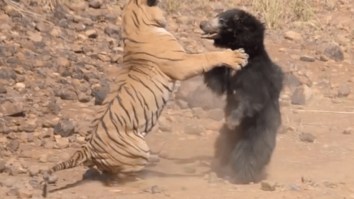Watch A Tiger Fight Against A Bear In India