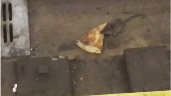 Pizza Rat Is Back And Hungrier Than Ever, Check Out This Video Of Him Doing Work On Another Slice Of NY Pizza