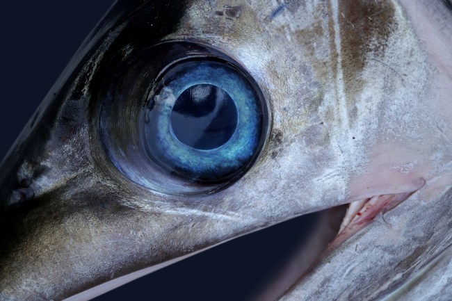 swordfish eye