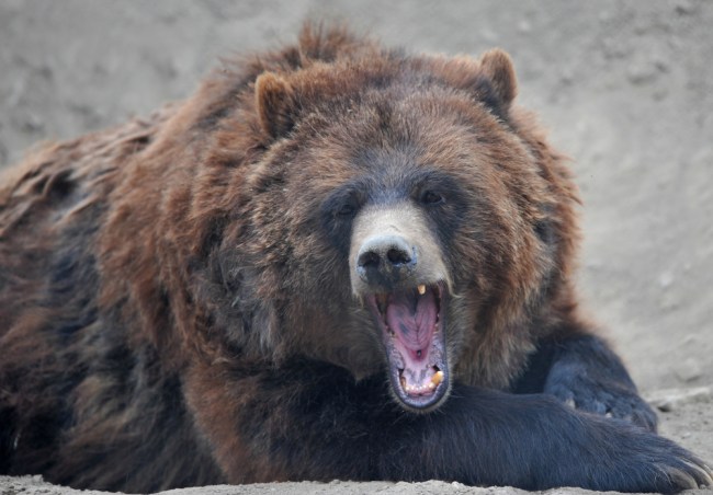snarling grizzly bear