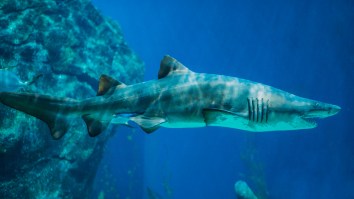 20-Year-Old Has Been Attacked By A Shark, A Bear And A Rattlesnake In Less Than 4 Years