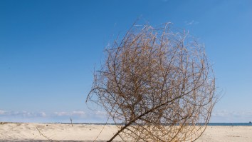 A California Town Was Invaded By Tumbleweeds And People Couldn’t Get Out Of Their Houses