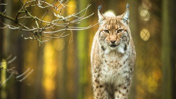 Two Lynx Square Off And Make The Most Bizarre Noises Ever Recorded