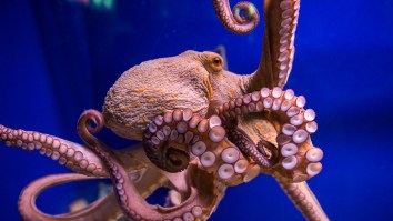 Group Of Scientists Claim Octopuses Came To Earth As Aliens Riding On A Comet