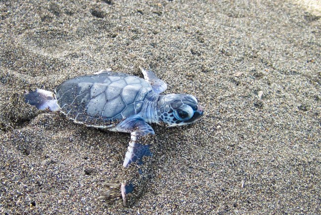 baby sea turtle