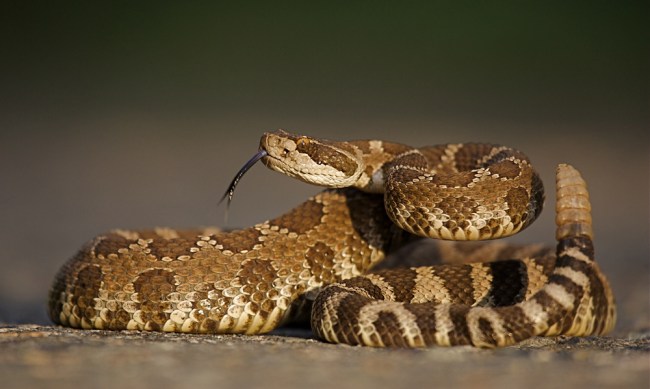 Absolutely Crazy Person Escapes Sleeping Bag Full Of Poisonous Rattle  Snakes To Make A Point - BroBible