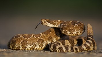 Absolutely Crazy Person Escapes Sleeping Bag Full Of Poisonous Rattle Snakes To Make A Point