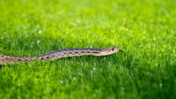 Science Reminds Us That Some Snakes Can Fly And We’re Never Leaving The House Again
