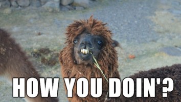 60 Of The Best Damn Photos On The Internet This Afternoon