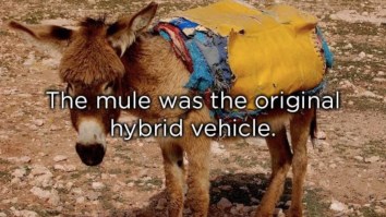 60 Of The Best Damn Photos On The Internet This Afternoon