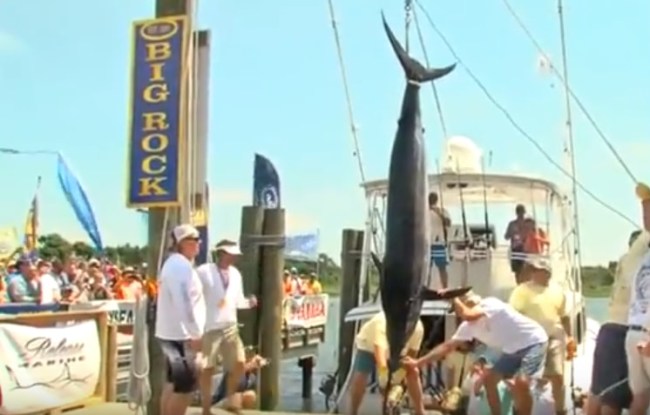 16-year-old lands huge 400 pound marlin at fishing tournament