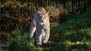 Georgia Grandmother Strangles Rabid Bobcat With Her Bare Hands After It Attacked Her