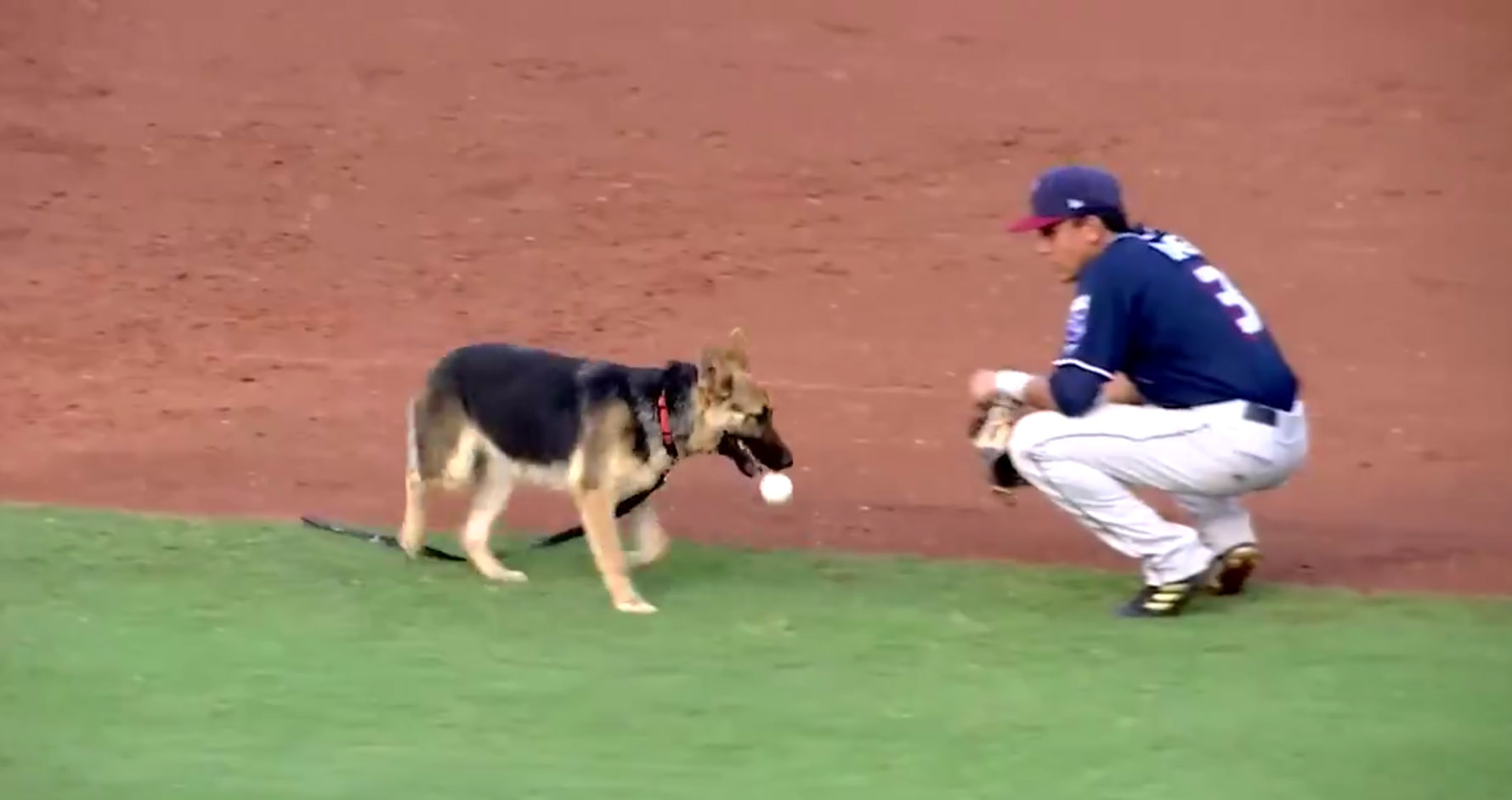 A Very Good Dog Disrupted A Minor League Baseball Game Because He Just