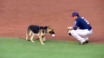 A Very Good Dog Disrupted A Minor League Baseball Game Because He Just Wanted To Play Fetch