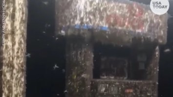 This MASSIVE Swarm Of Mayflies At A Gas Station Looks Straight Out Of A Horror Film