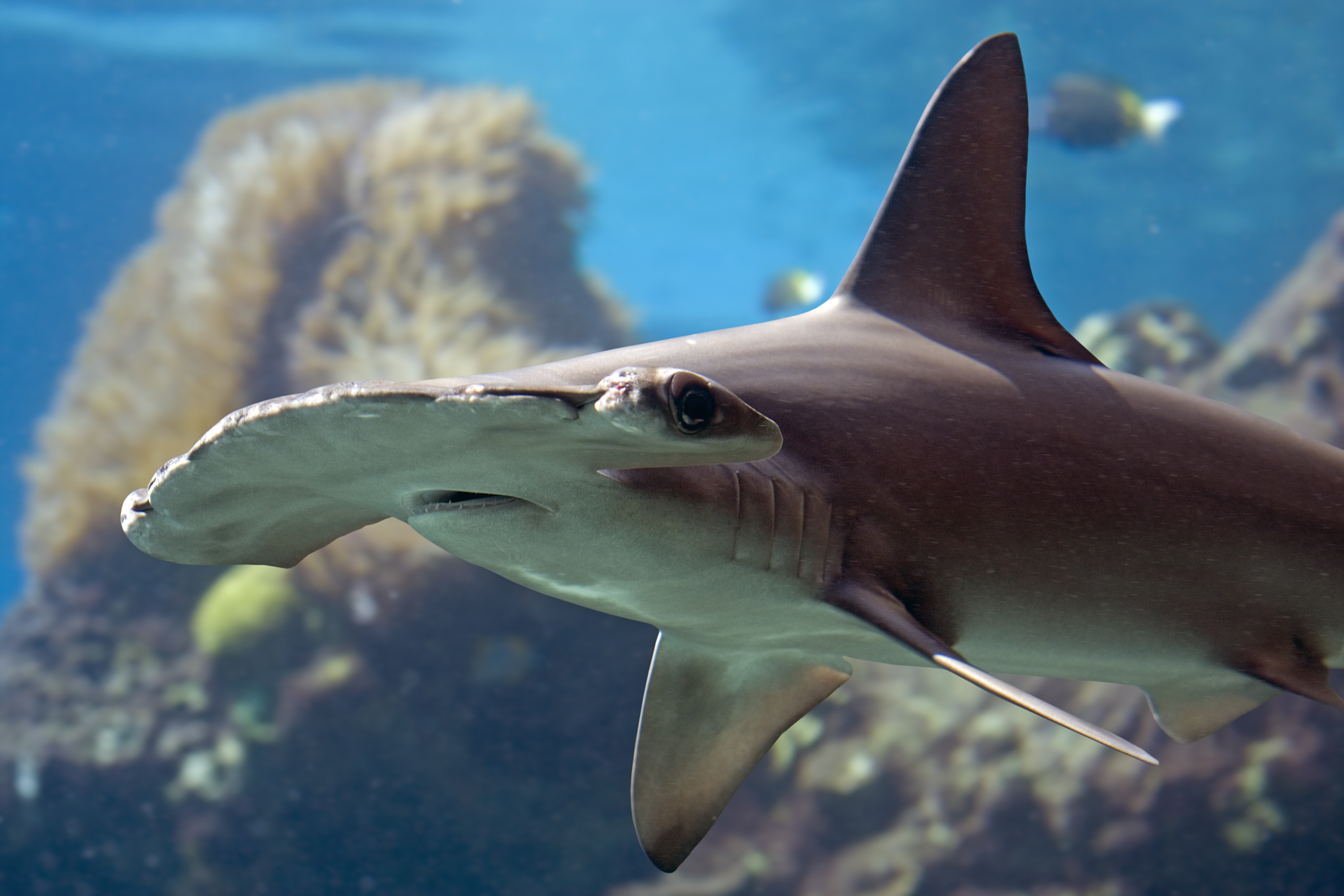 Enormous Hammerhead Shark Destroys A Fish While Boaters Lose Their