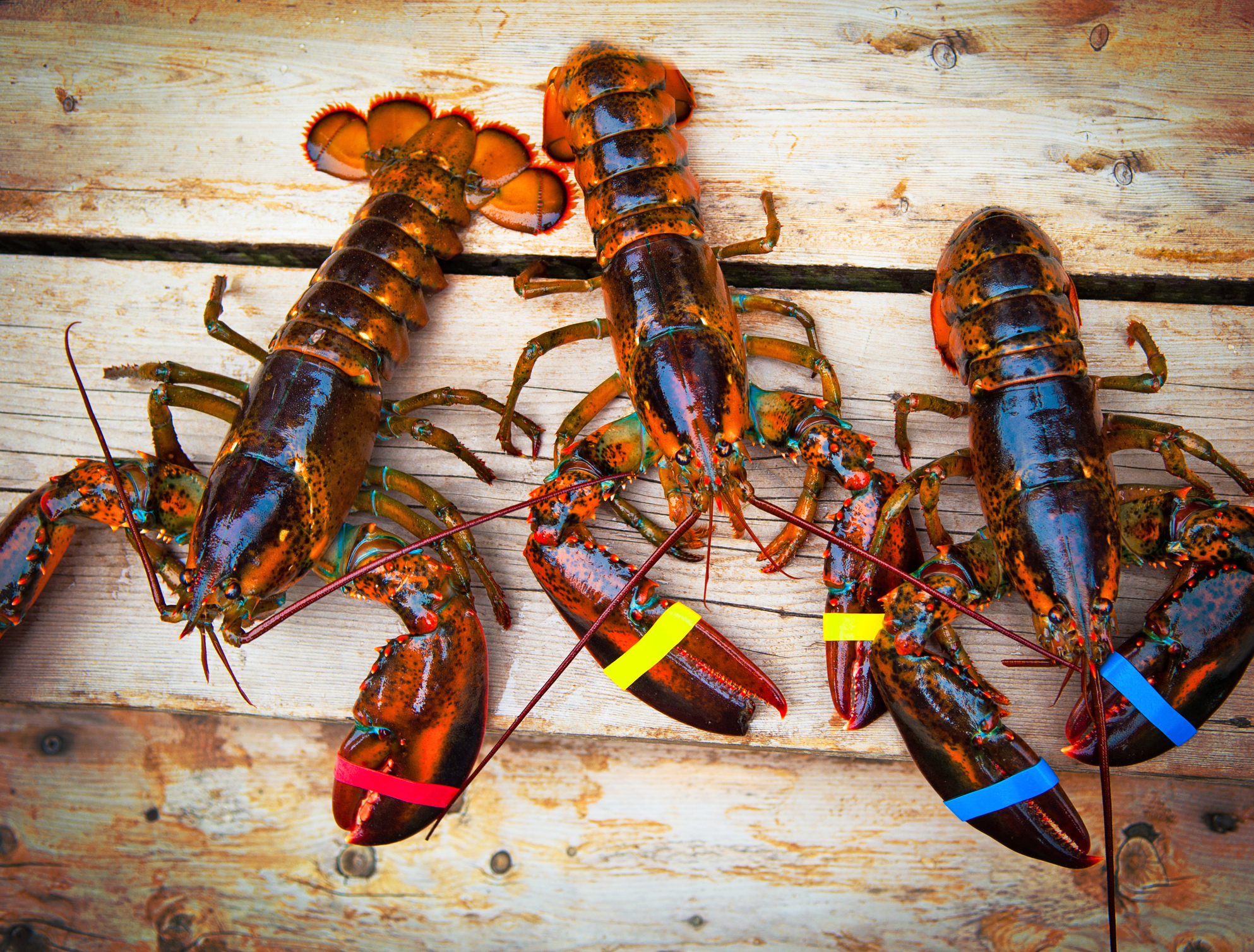 three lobsters