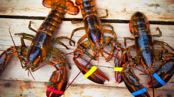 Maine Lobsters Are Getting High On Marijuana Before Being Boiled For Dinner. Seriously.