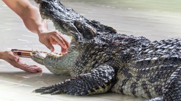 Guy With The Worst Luck On Earth Has Been Hit By Lightning, Bitten By A Gator, Rattlesnake, And More