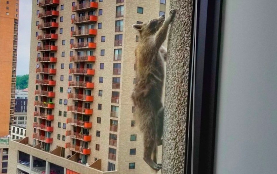 The Entire Internet Is Captivated By This Raccoon That Scaled A 25 ...