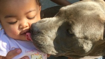 Hero Pit Bull Saves Family From House Fire By Dragging Toddler Out By Her Diaper