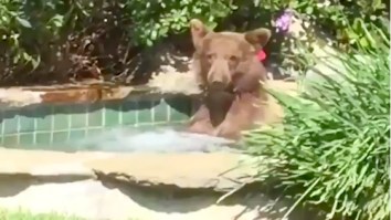 This Bear Who Wandered Into Some Dude’s Hot Tub And Sucked Down His Margarita Is All Of Us