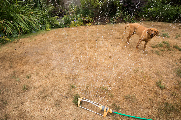 BATH, ENGLAND - JULY 17: In this photo illustration a dog stands besides a hosepipe sprinkler in a garden of a house in the village of Priston on July 17, 2018 near Bath, England. Seven million residents in the north west of England are currently facing a hosepipe ban due to the heatwave and water companies in other areas of the UK are continuing to urge customers to to be use water wisely in the ongoing hot, dry conditions.(Photo by Matt Cardy/Getty Images)