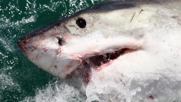 How To Survive A Shark Attack According To Former Navy SEAL Team Six Operator And He Says Don’t Punch It