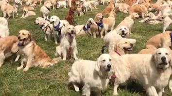 I Have Seen Heaven And It’s This Party Of 361 Golden Retrievers For The Breed’s 150th Birthday