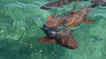 Play Stupid Games, Win Stupid Prizes: Woman Tries To Hand Feed A Shark And It Ends Terribly