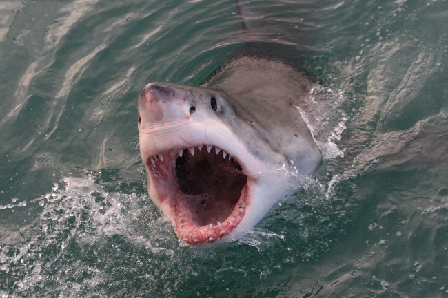 great  white shark teeth barred
