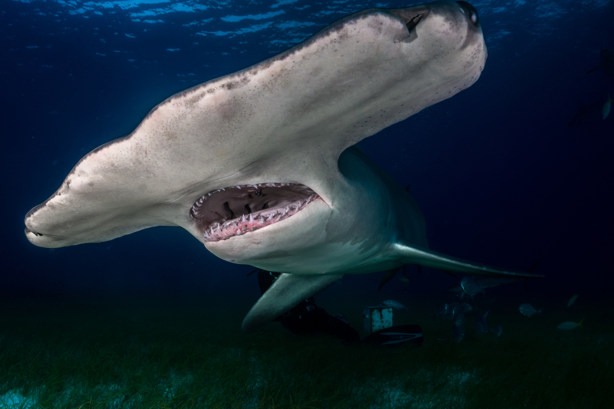 Record Hammerhead Shark